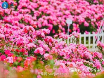 2024年第二届杭州市月季花展举办，赏500万株月季