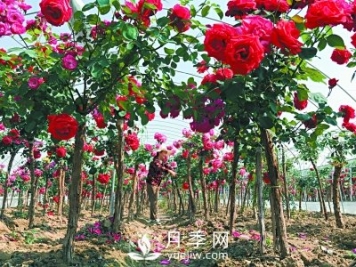 新品“月季树”为北京市花添色彩，居然引种自南阳内乡